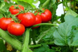 Tomaattilajikkeen ominaisuudet ja kuvaus Räjähdys, sen sato