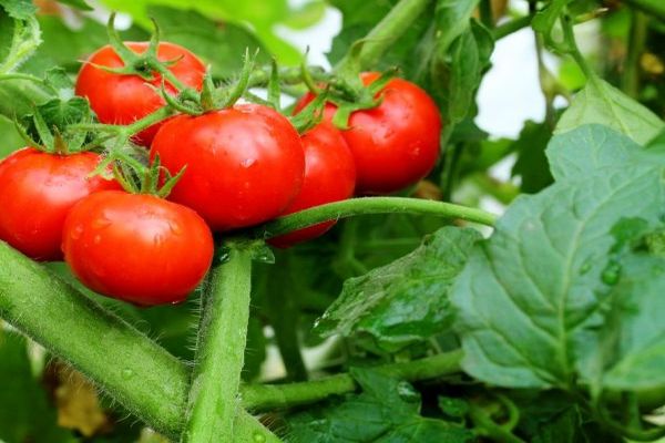 soporte para tomates