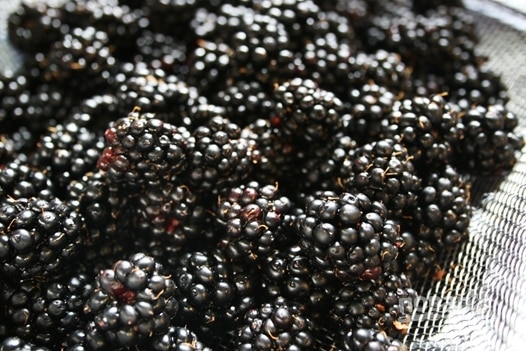 blackberries for compote