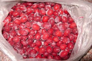 How to freeze dogwood in the refrigerator for the winter at home and is it possible