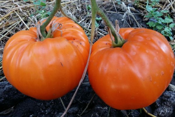 pielęgnacja pomidorów