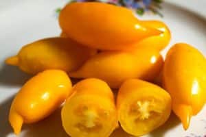 Description of the variety of tomato Golden Canary and its characteristics
