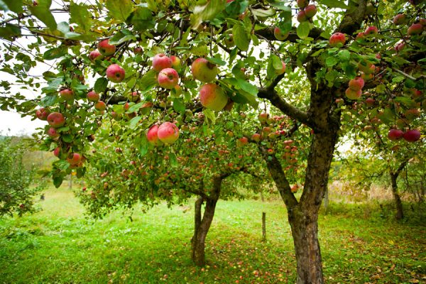 äppelträd i trädgården