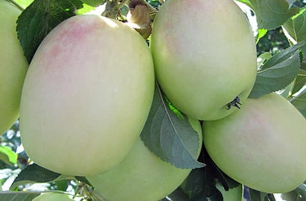 ābolu koku šķirnes baltais sinps