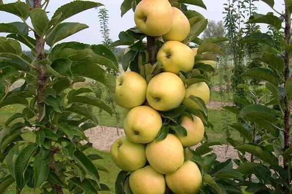 poma columnar al jardí
