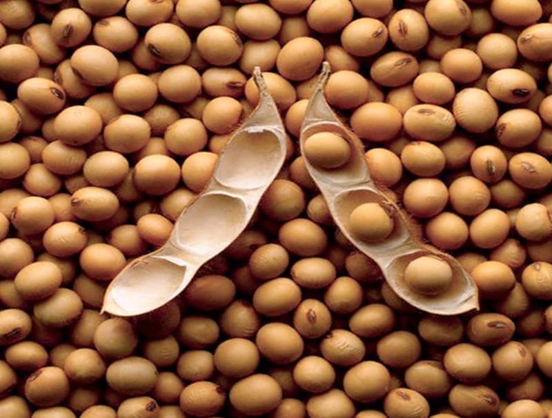 matte beans