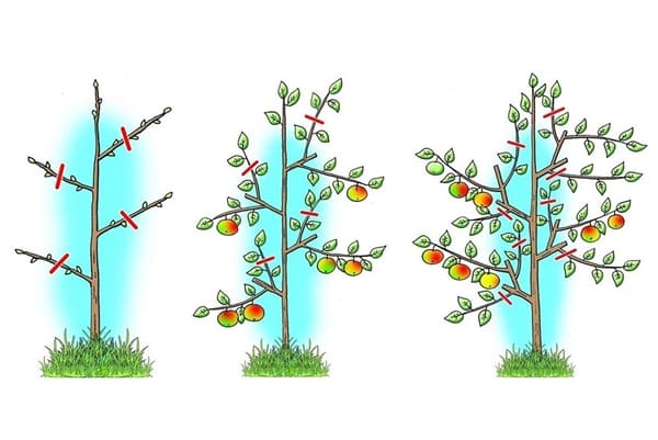 schema voor het snoeien van een zuilvormige appelboom