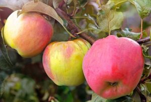 Charakteristika a opis odrôd jabĺk krymskej odrody Sinap Orlovsky, Kandil a Gorny