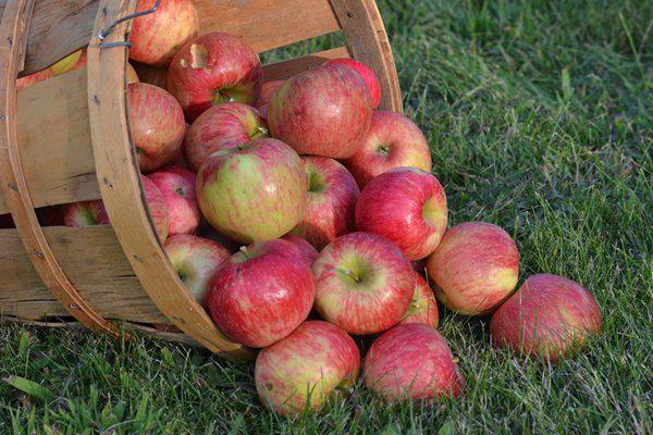 manzanas en una canasta