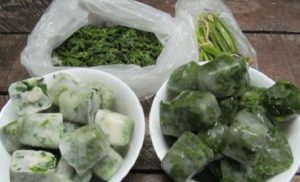 Evde kışın yeşil soğanları uygun şekilde dondurmanın en iyi 10 yolu