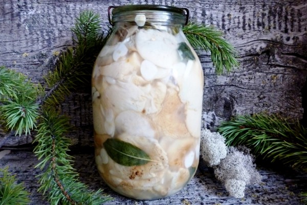 salted milk mushrooms in a jar