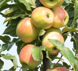 Charakteristika a opis odrody jabĺk Zarya Alatau, oblasti pestovania a chuť ovocia