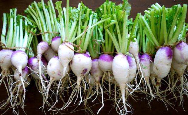 turnip storage