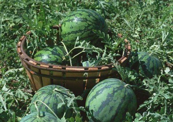 watermelons in a basket
