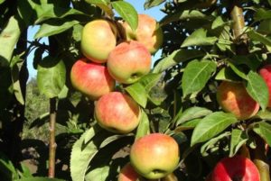 Beskrivelse og karakteristika for sorten af ​​den søjleformede æblesort Gin, dyrkning og anmeldelser af gartnere om kulturen