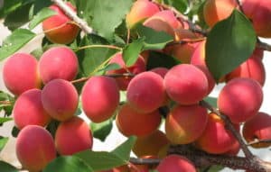 Paglalarawan ng iba't-ibang aprikot Saratov Ruby, mga katangian at pollinator