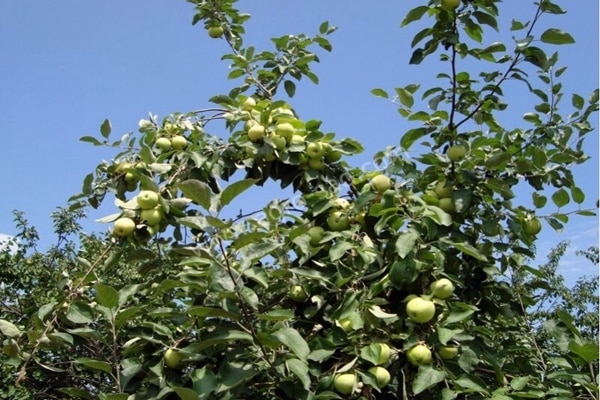 شجرة تفاح بيضاء تصب في الحديقة