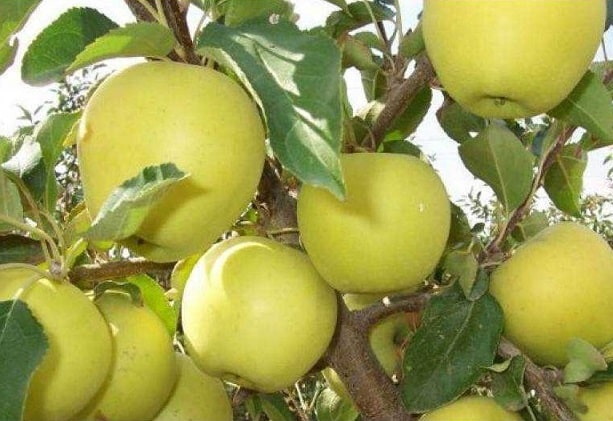äppelträd ainur