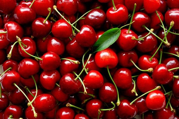 cherry harvest