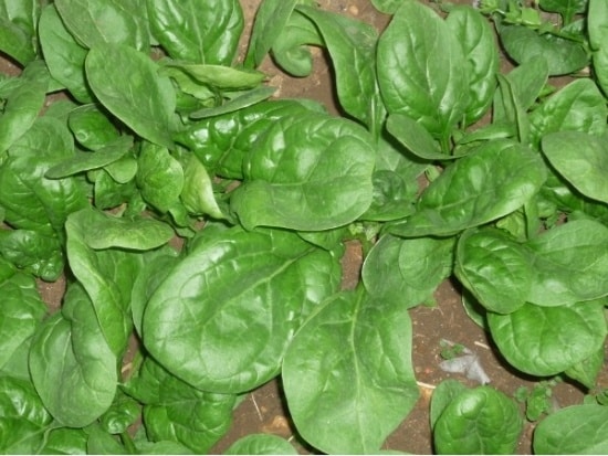 Kutsilyo ng spinach