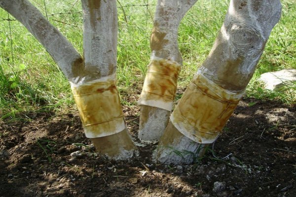 salvede fældebælter på træer