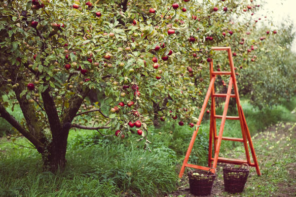 cây táo trong vườn