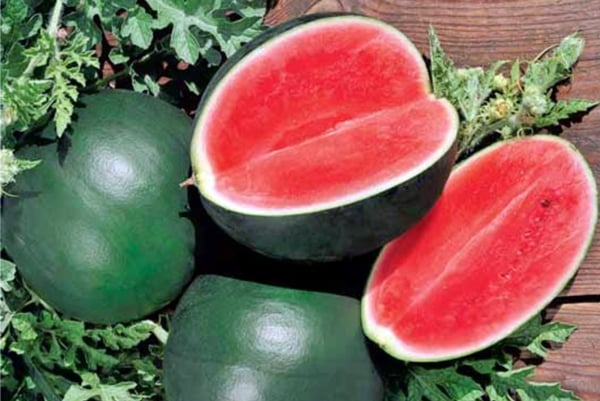 the appearance of a watermelon of the Ogonyok variety