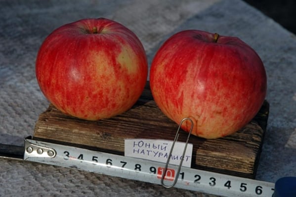 mladí prírodovedci jablká na stole