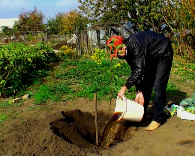 plantarea unui pom