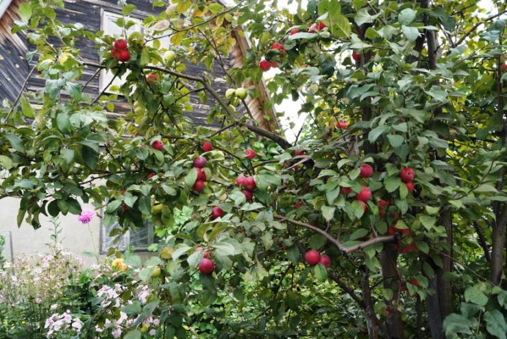 Crveno brdo jabuke