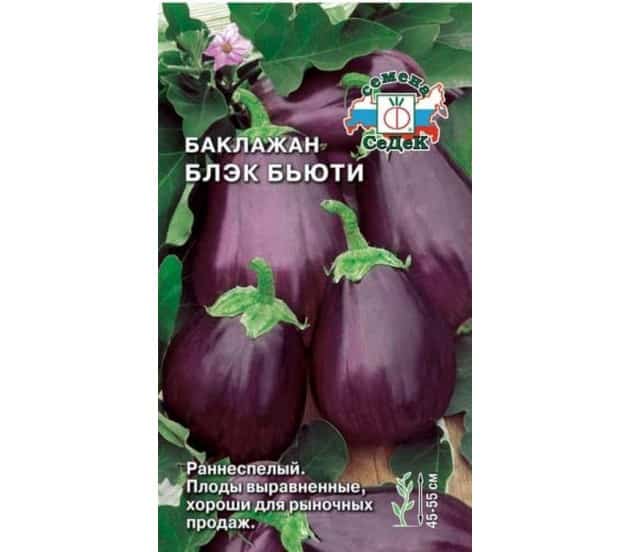Eggplant black beauty