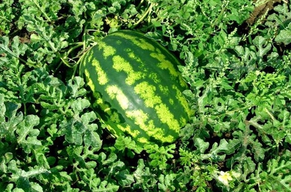ripe watermelon producer