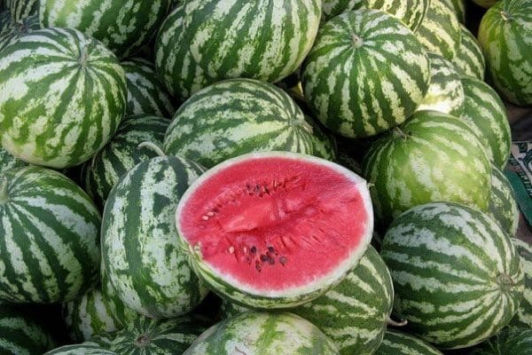 Wassermelonenproduzent im Inneren