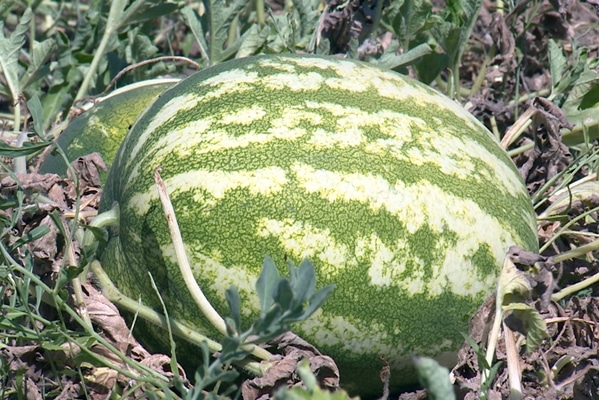 harvest of watermelon variety producer in the open field
