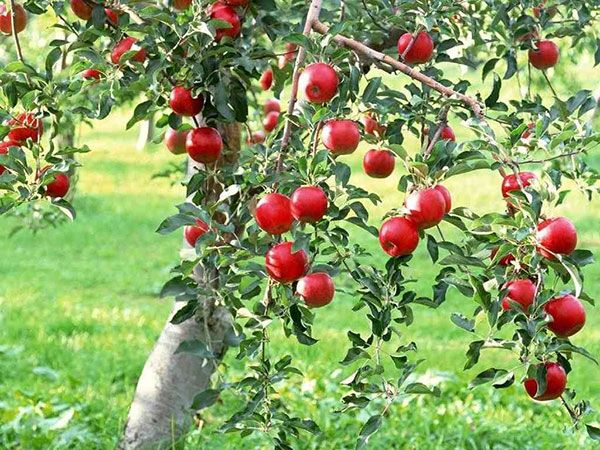 cây táo niềm vui mùa thu