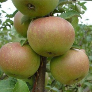Description of the Verbnoe apple variety and the main characteristics of its pros and cons, yield