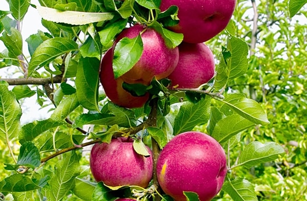 ginebra de manzana