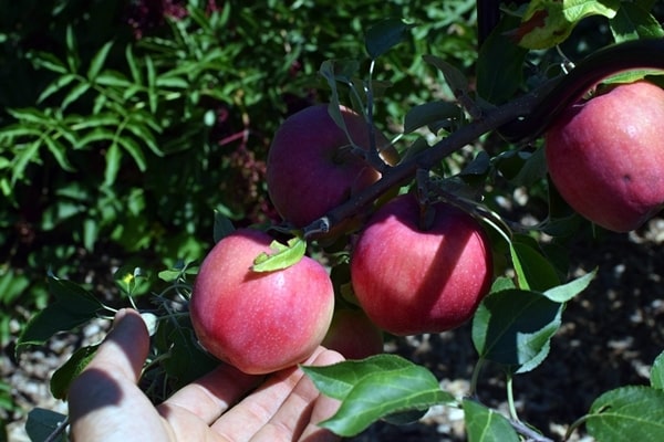 Williams Pride äppelträd