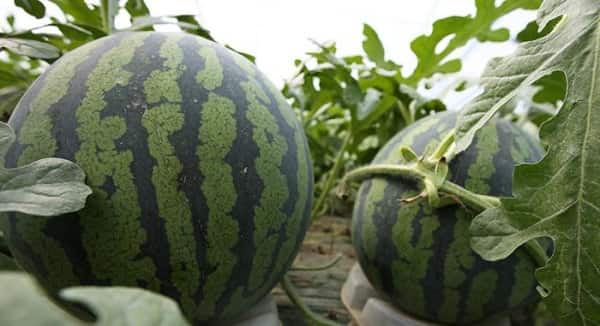 greenhouse watermelon