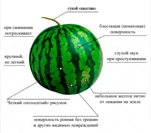 How easy it is to determine the ripeness of a watermelon in the garden, the best methods how not to do it