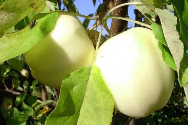 frukter av vit fyllning