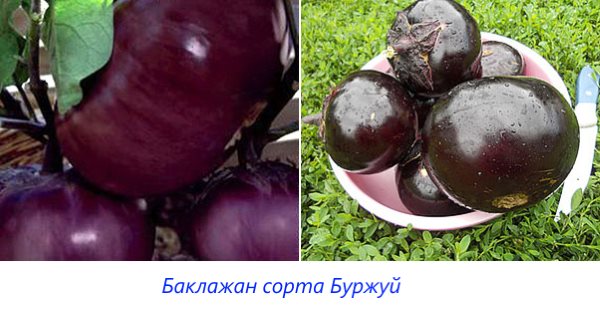 Bourgeois eggplant