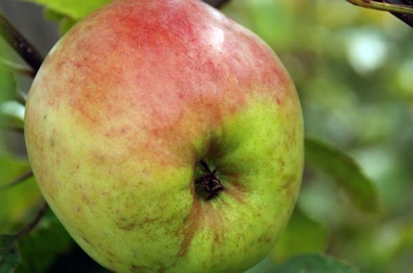 ποικιλίες μηλιάς Orlovsky Sinap