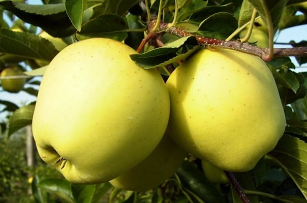 Sara äppelträd