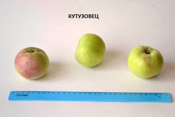 velikosti odrůd jablek Kutuzovets