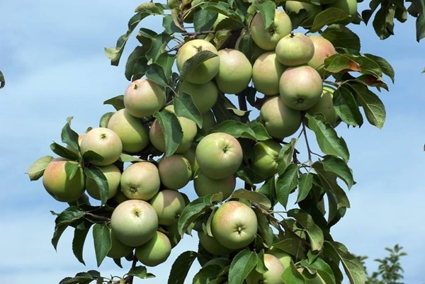 Zweige der Apfelbaumsorte Kutuzovets