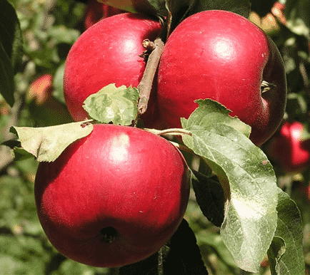 Apple tree cups
