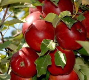 Úplný opis jesennej odrody jabloní Mama a jej charakteristík