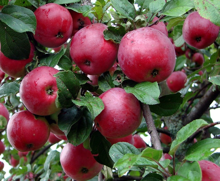 ความสุขในฤดูใบไม้ร่วงของต้นแอปเปิ้ล