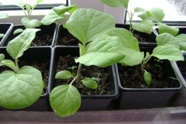 eggplant seedlings with peas